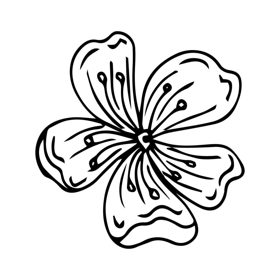 flor de sakura desenhada à mão isolada no fundo branco. ilustração vetorial botânica. flor de maçã desenhada à mão. vetor