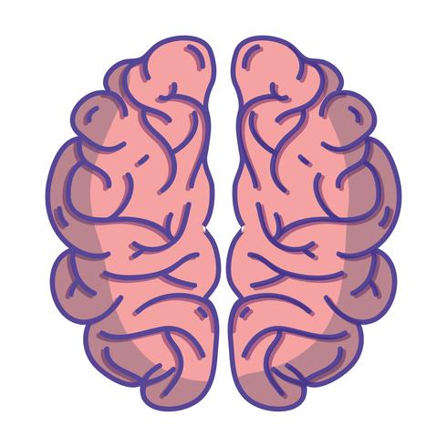 anatomia do cérebro humano para criativo e intelecto vetor