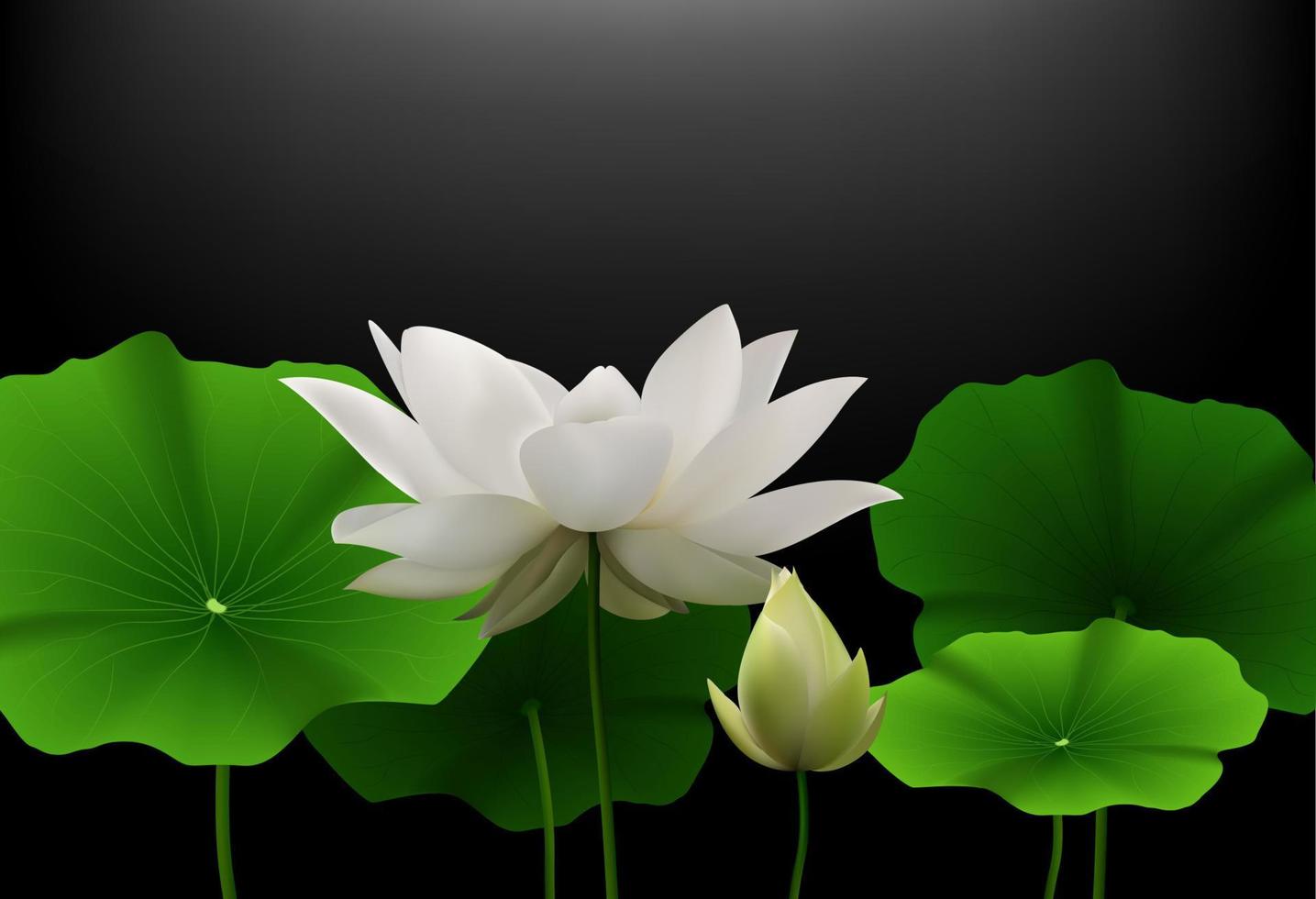 flor de lótus branca com folhas verdes em fundo preto. vetor