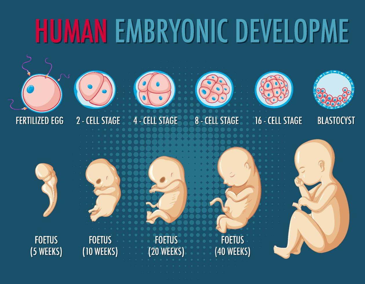 infográfico de desenvolvimento embrionário humano vetor