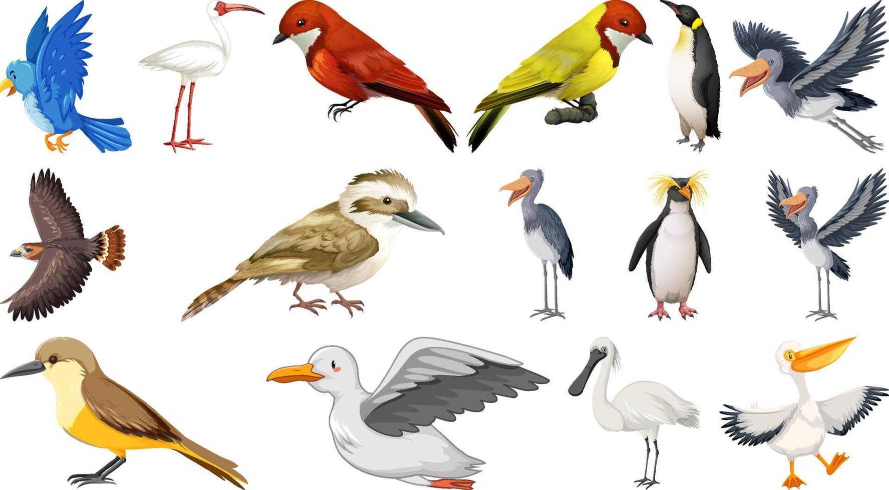 diferentes tipos de coleção de pássaros vetor