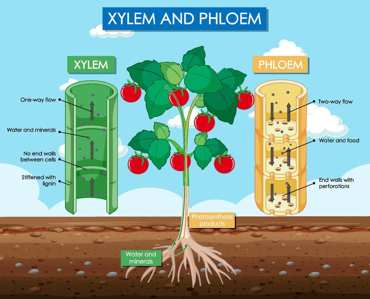 diagrama mostrando a planta xilema e floema vetor