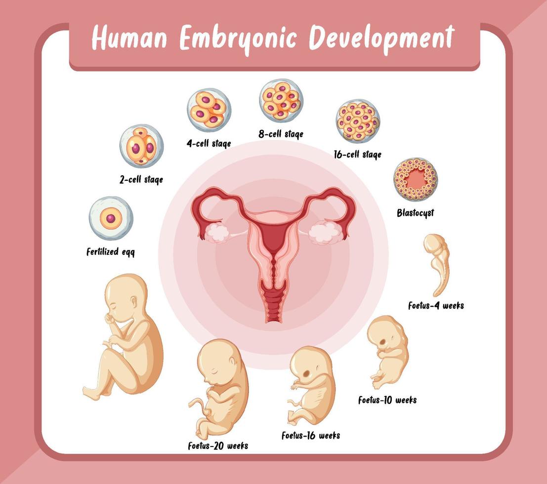 desenvolvimento embrionário humano em infográfico humano vetor