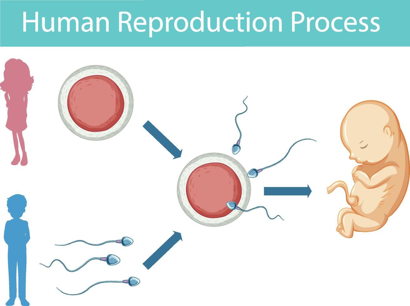 infográfico do processo de reprodução humana vetor