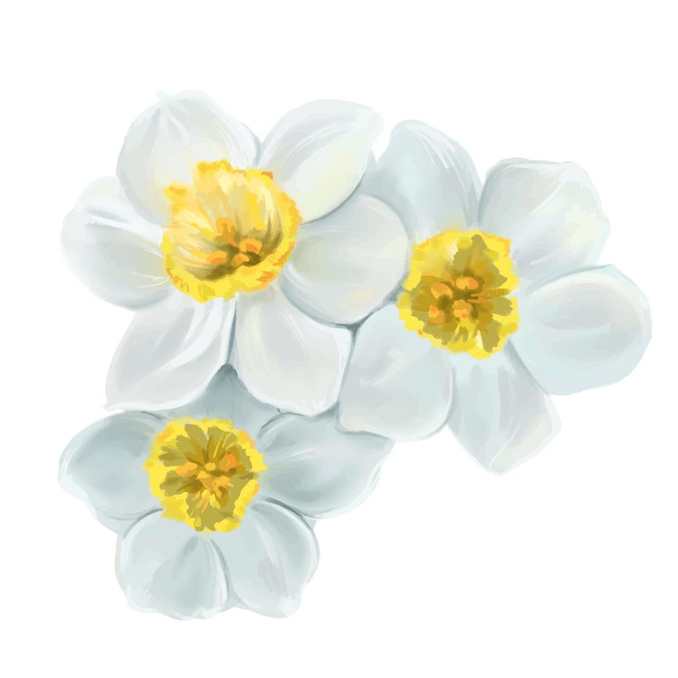 ilustração de narcisos de flores brancas, vetor isolado