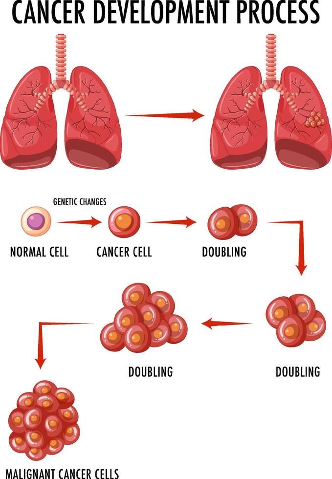 diagrama mostrando células normais e cancerosas em humanos vetor