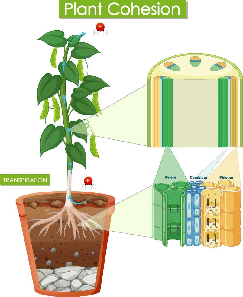 diagrama mostrando a coesão da planta vetor