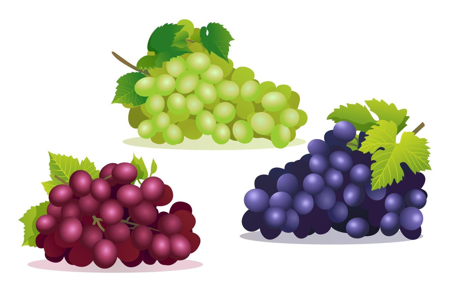 conjunto de várias ilustrações de uvas vermelhas, roxas e verdes frescas isoladas no fundo branco vetor