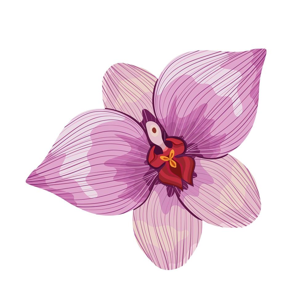 desenho de cattleya rosa vetor