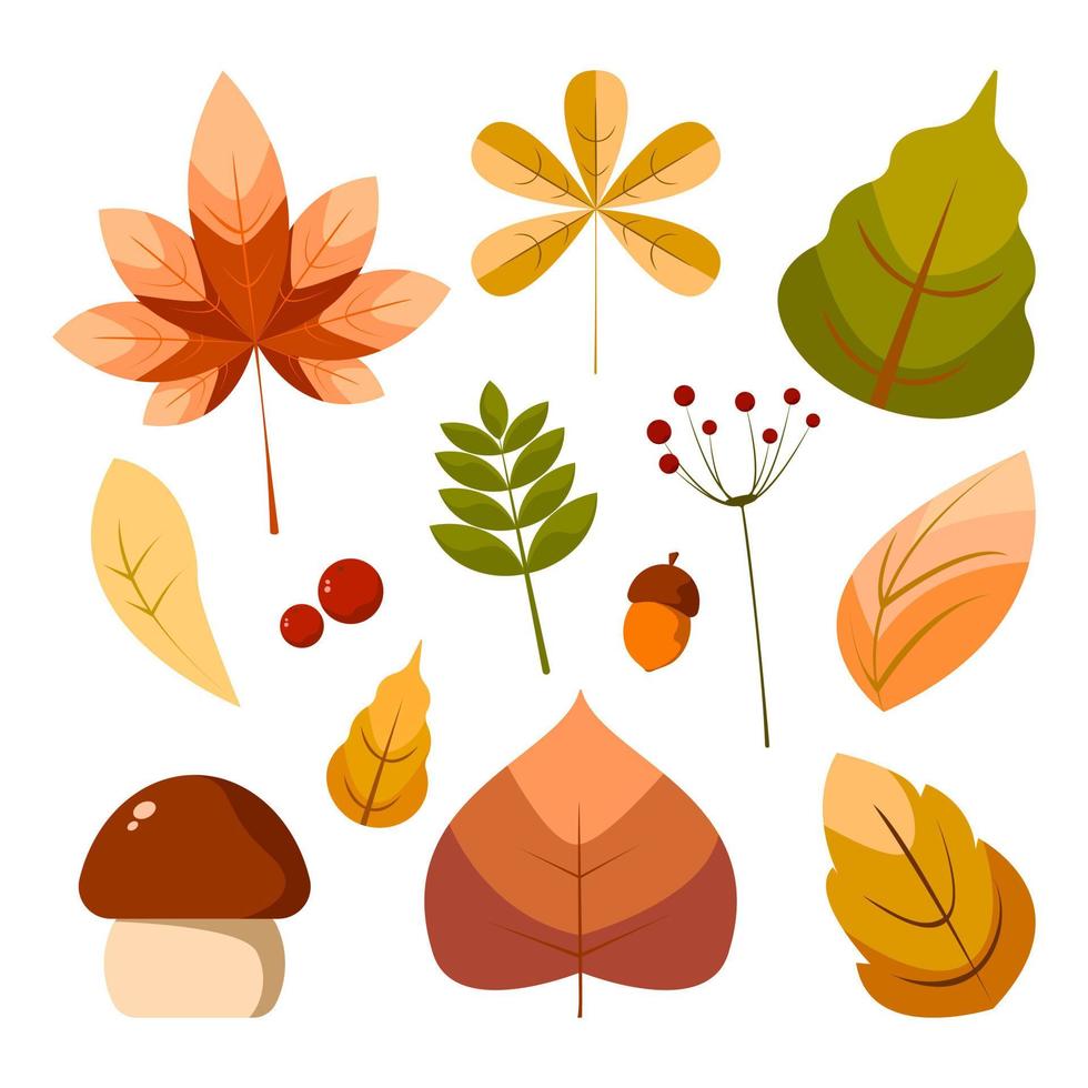 conjunto de folhas coloridas e outros elementos, coleção de outono. vetor