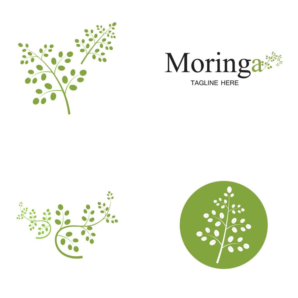 design de vetor de ilustração de logotipo de folha de moringa