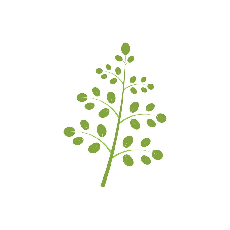 design de vetor de ilustração de logotipo de folha de moringa