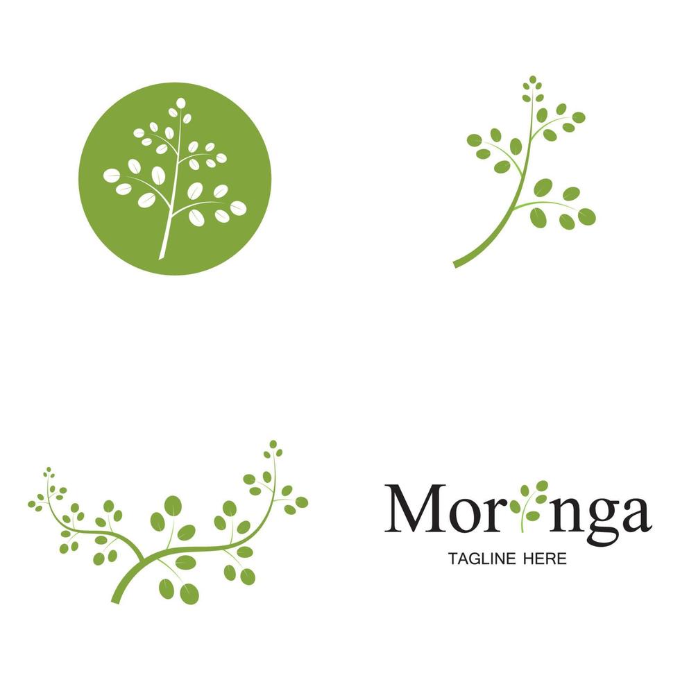 design de vetor de ilustração de logotipo de folha de moringa