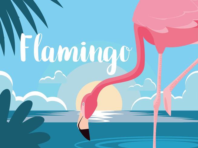flamingo na água vetor