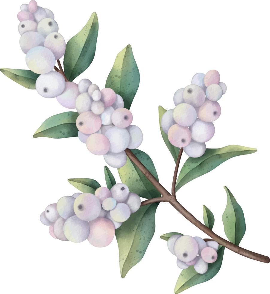 ramo de aquarela desenhado à mão com snowberry e folhas verdes vetor