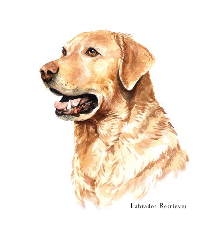 Retrato desenhado em aquarela mão de cachorro Labrador Retriever vetor