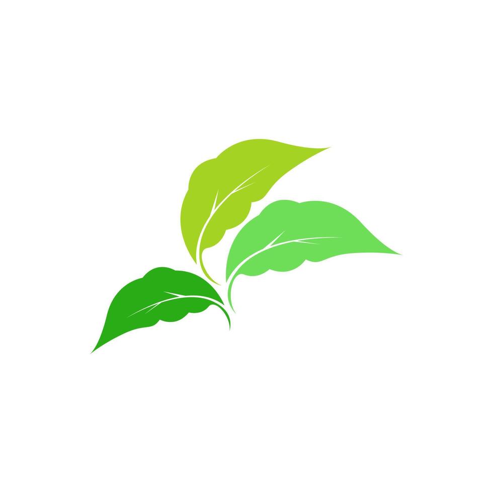 folha verde, modelo de design de logotipo de ícone de folha natural vetor