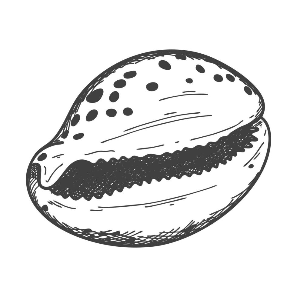 conchas desenhadas à mão. uma concha sólida vazia, fechada, plana e oval de um molusco ou caracol. estilo de esboço, desenho gravado. ilustração em preto e branco isolada em um fundo branco. vetor