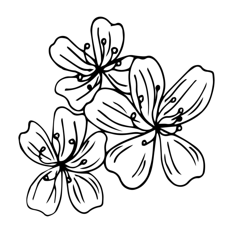 flor de sakura desenhada à mão e folhas isoladas no fundo branco. ilustração vetorial botânica. flor de maçã desenhada à mão. vetor