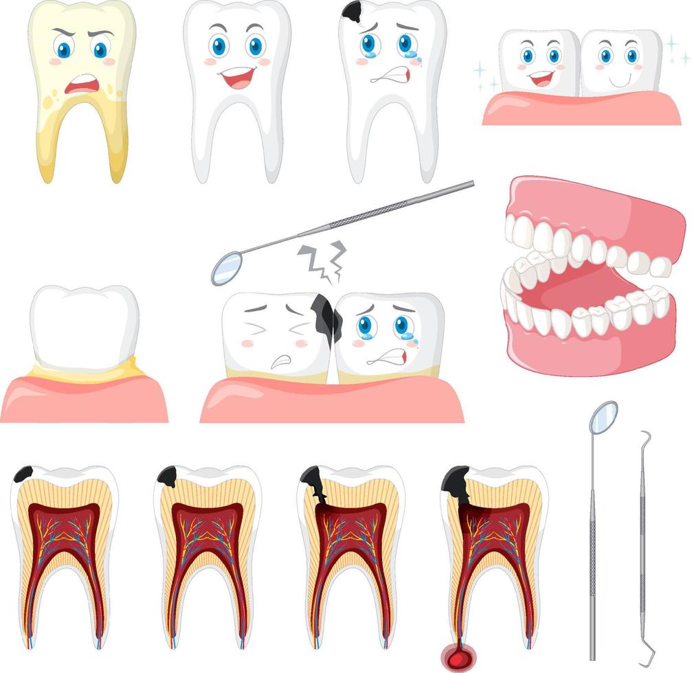 conjunto de todos os tipos de dentes em fundo branco vetor