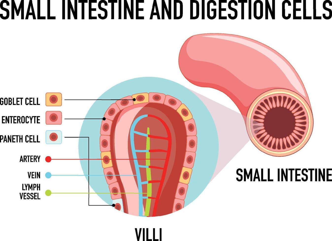 diagrama mostrando o intestino delgado e a célula de digestão vetor