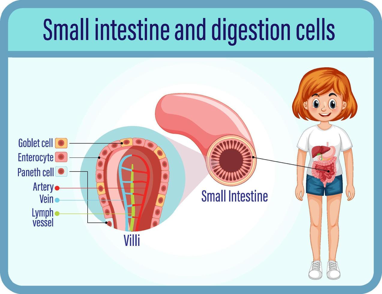 digestão e células de digestão e intestino delgado vetor