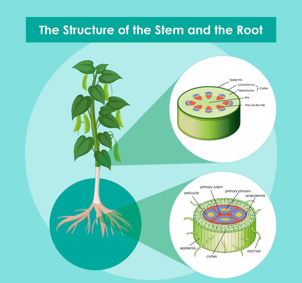 diagrama mostrando a estrutura do caule e da raiz vetor