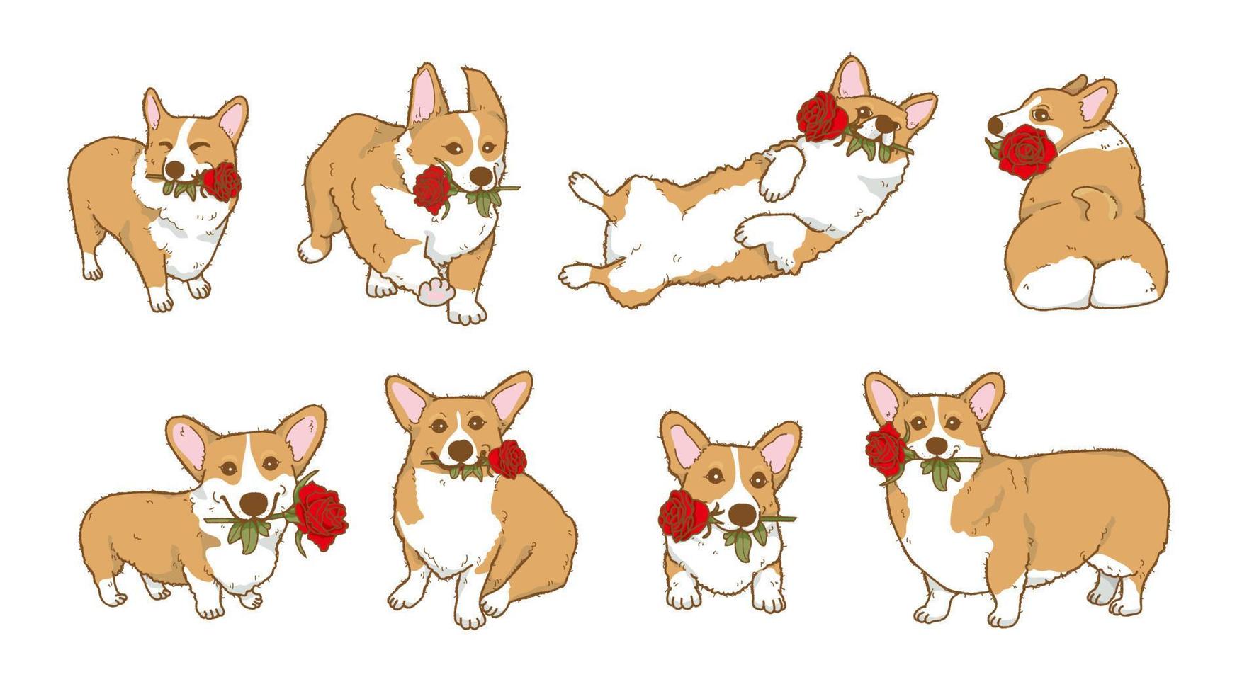 cachorro corgi dos desenhos animados segurando flor rosa vermelha na boca, lindo cachorro apaixonado no dia dos namorados dá ilustração de presente vetor
