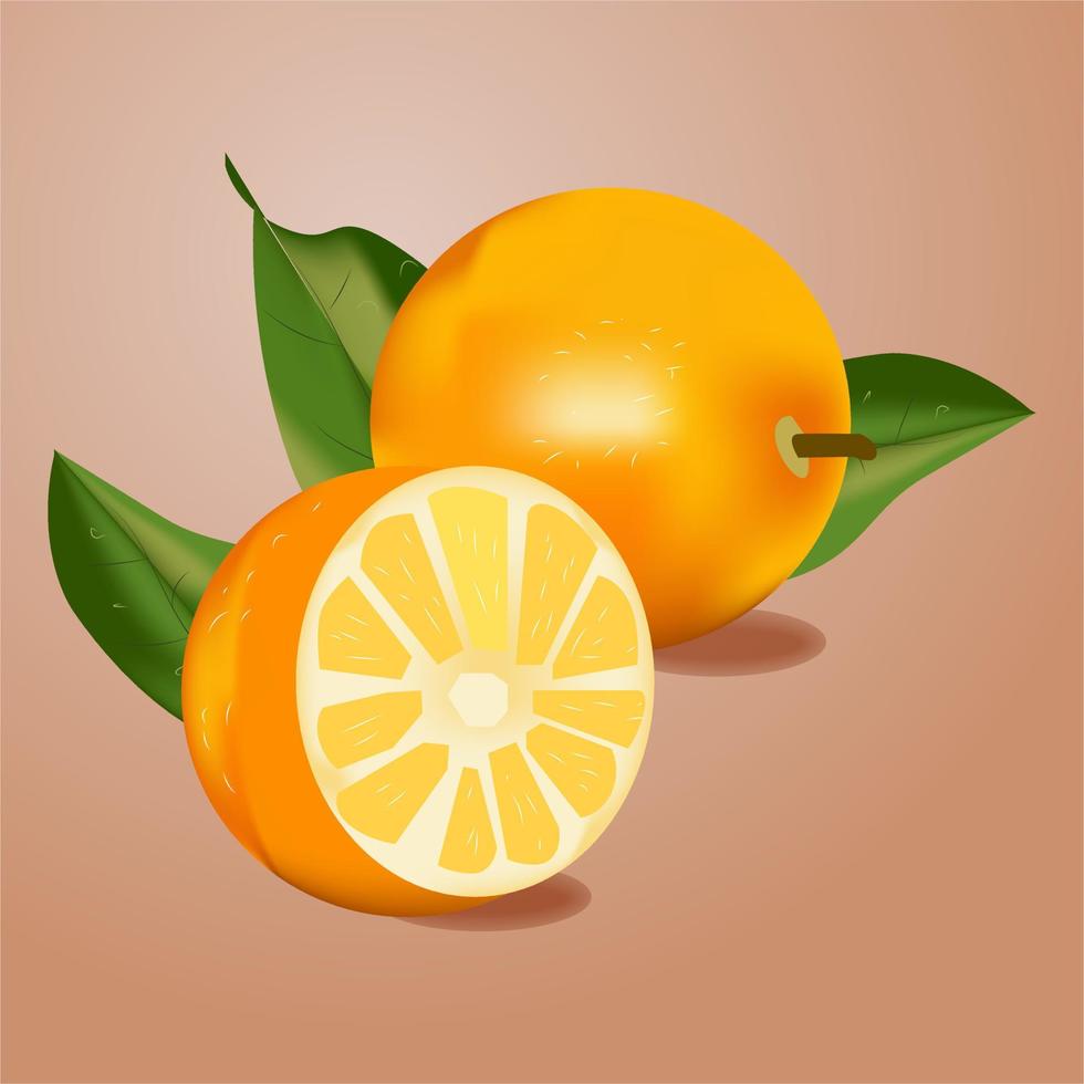 ilustração vetorial de laranjas vetor
