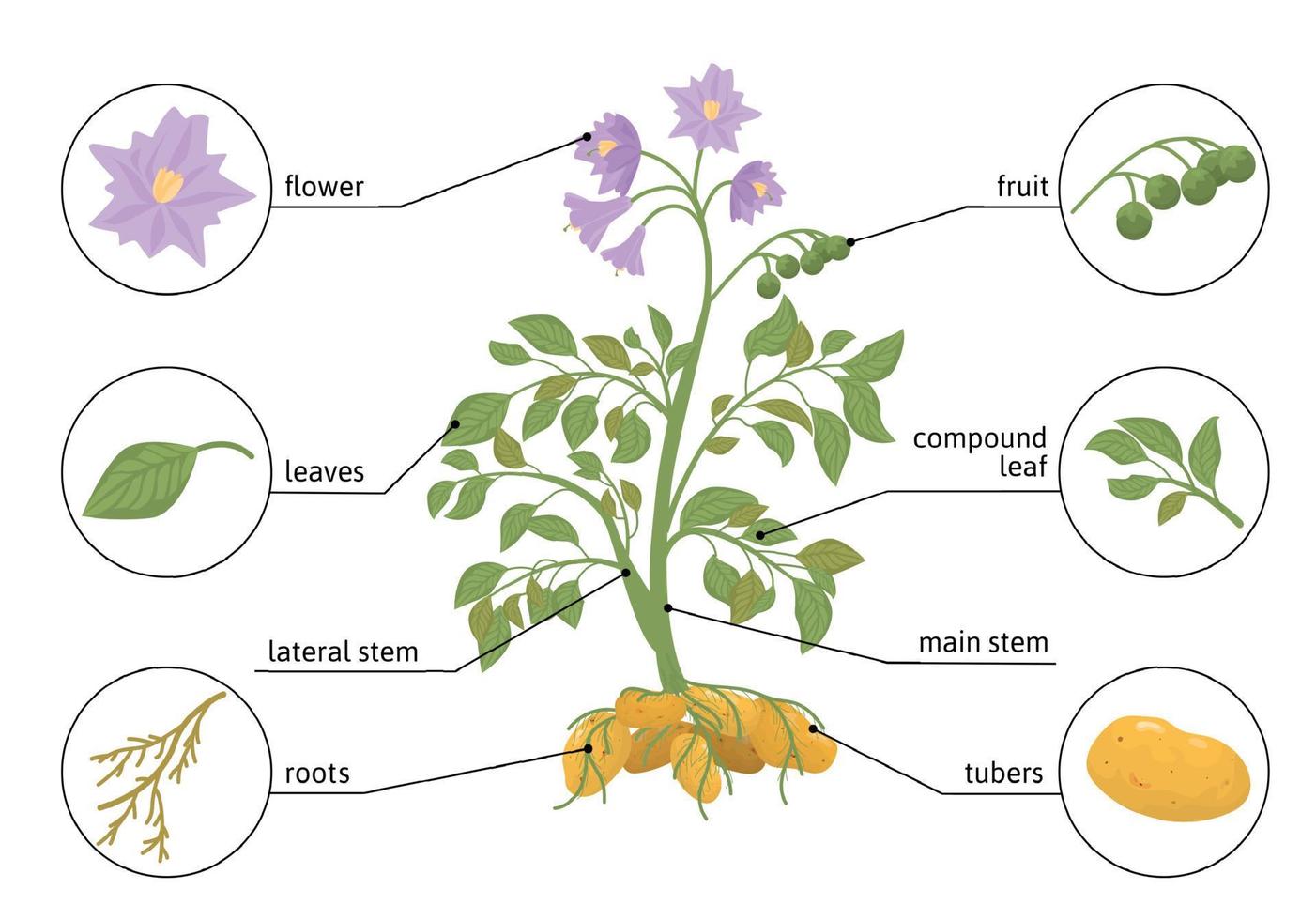 infográficos planos de planta de batata vetor