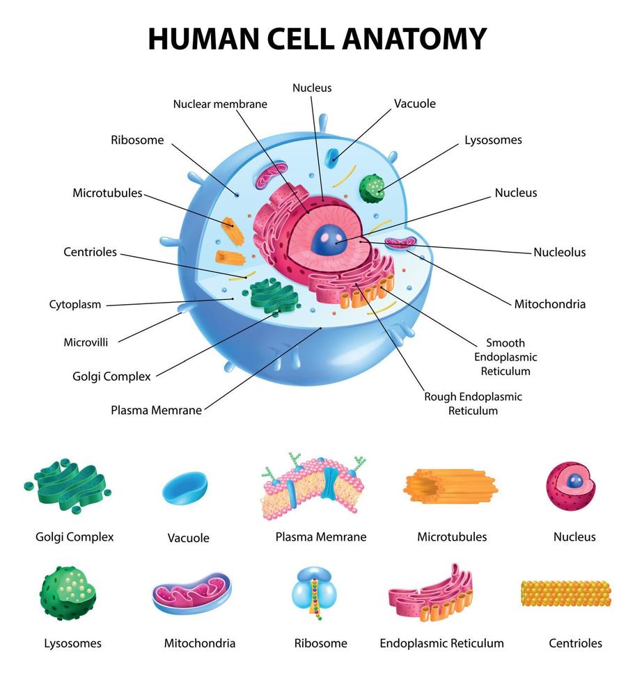 infográficos de anatomia celular vetor