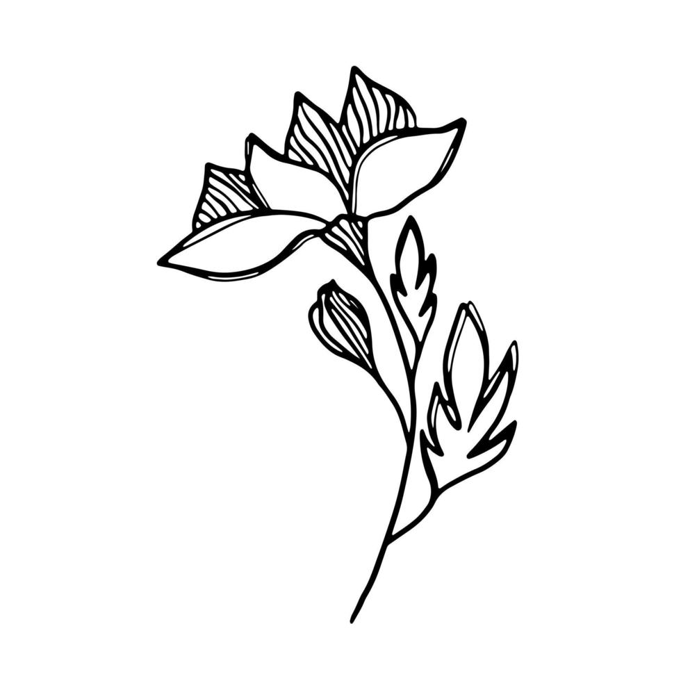 delicado esboço preto e branco de uma flor de primavera. ilustração vetorial no estilo desenhado à mão. vetor