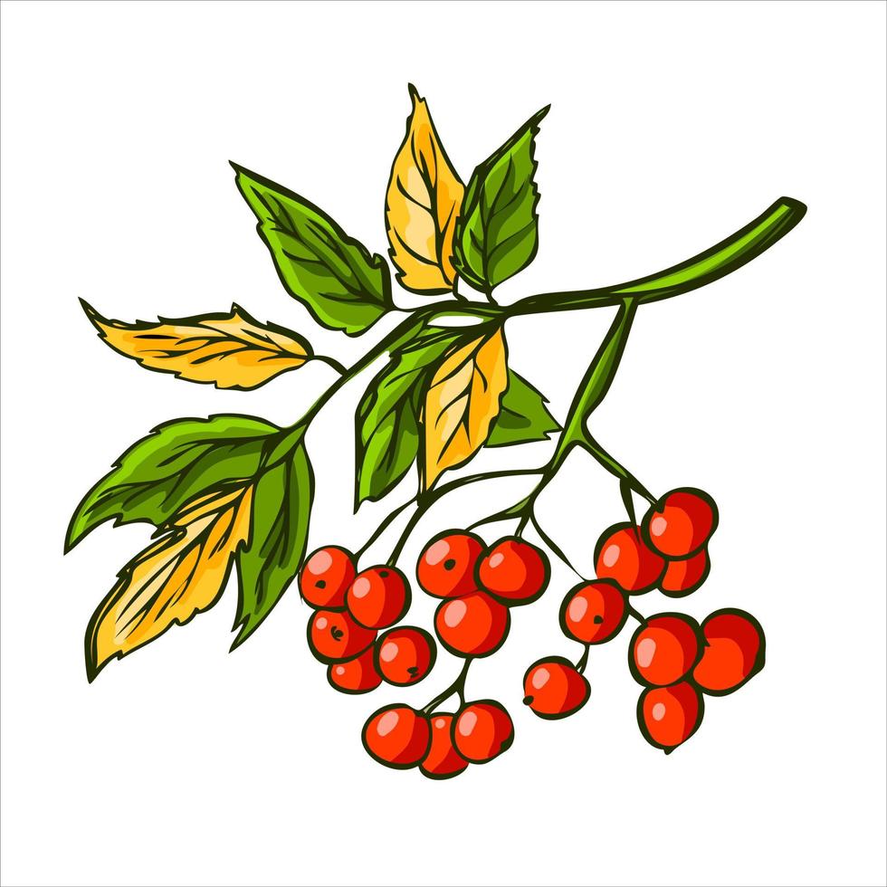 galho de outono com frutos e folhas de rowan vermelhos maduros. conceito de colheita. ilustração vetorial. vetor