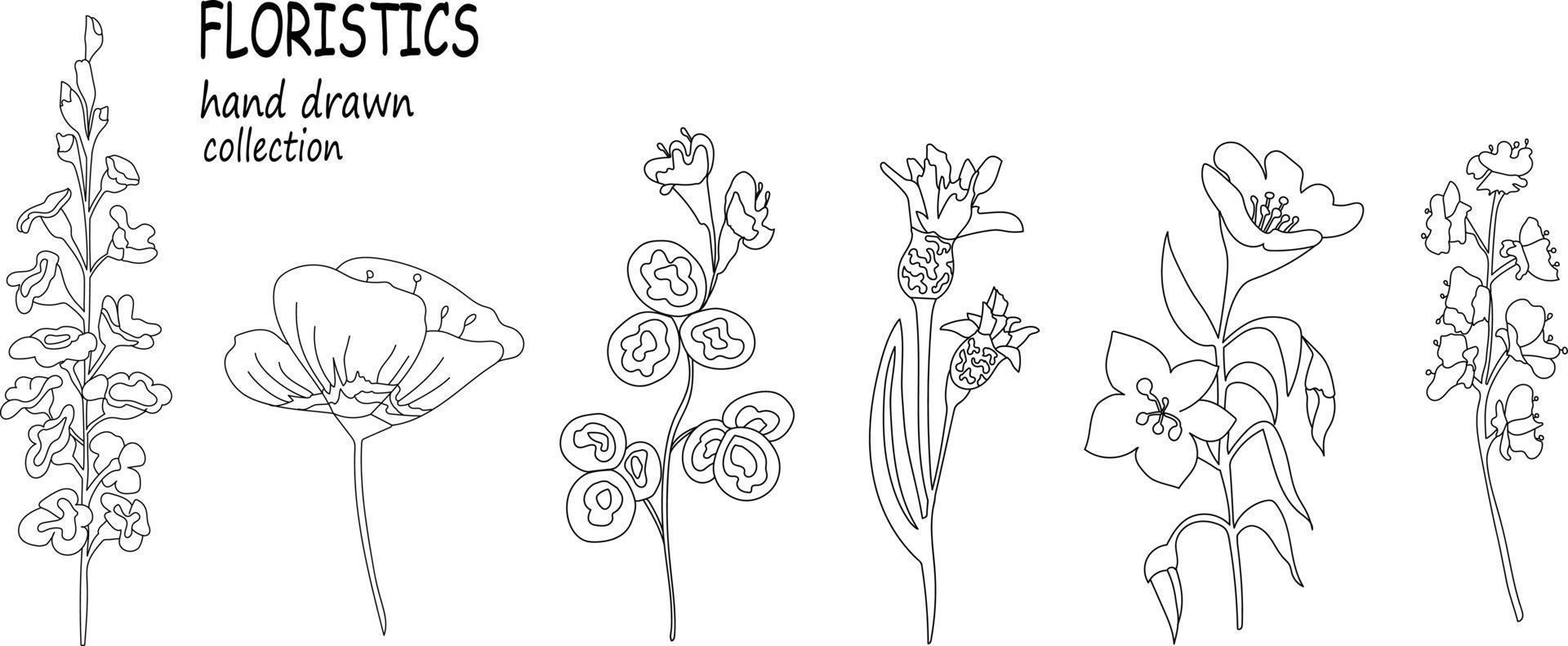 conjunto botânico vetorial. ervas e flores da primavera. flores silvestres e papoulas desenhadas à mão. elementos para seu projeto vetor