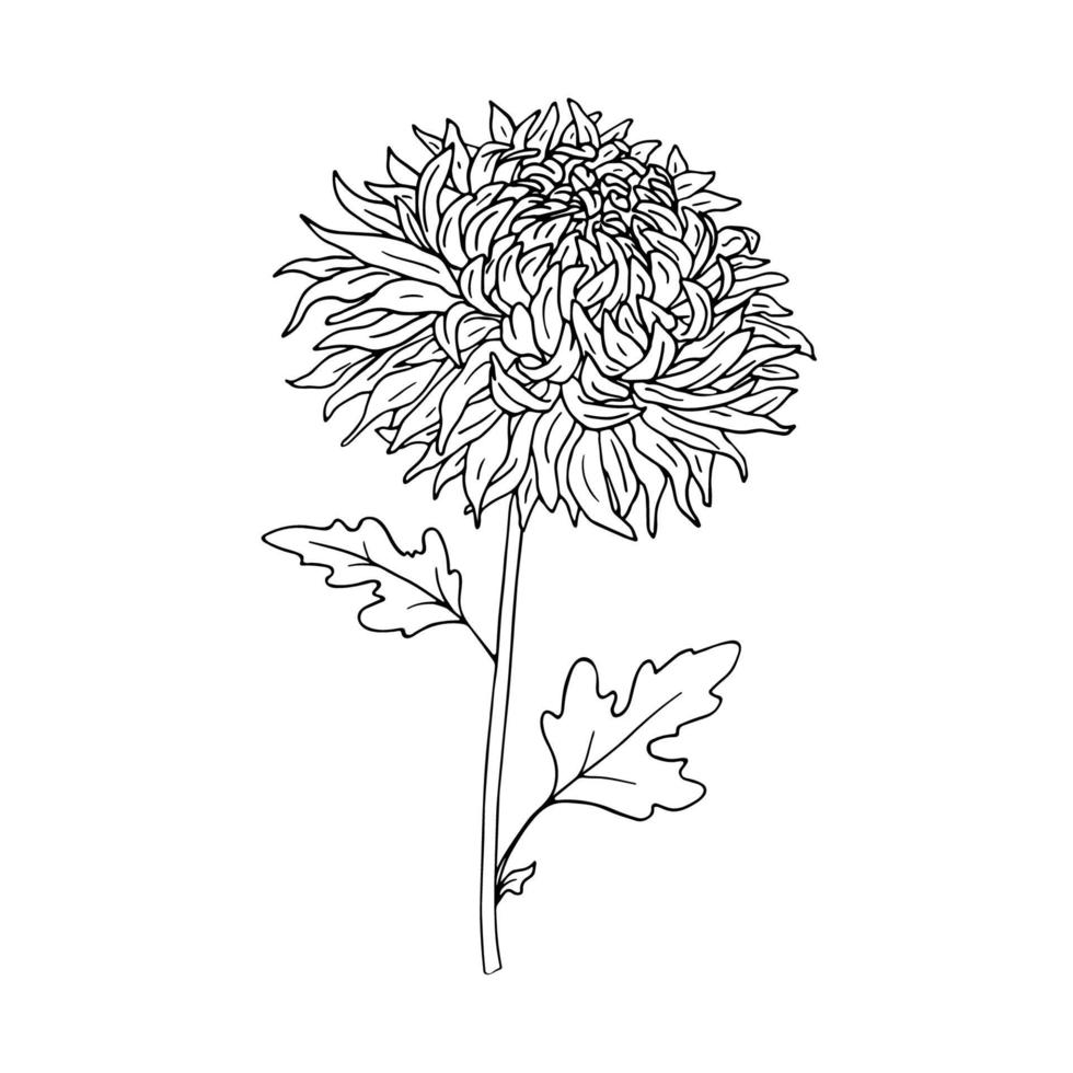 flor desenhada de linha em um fundo branco. vetor