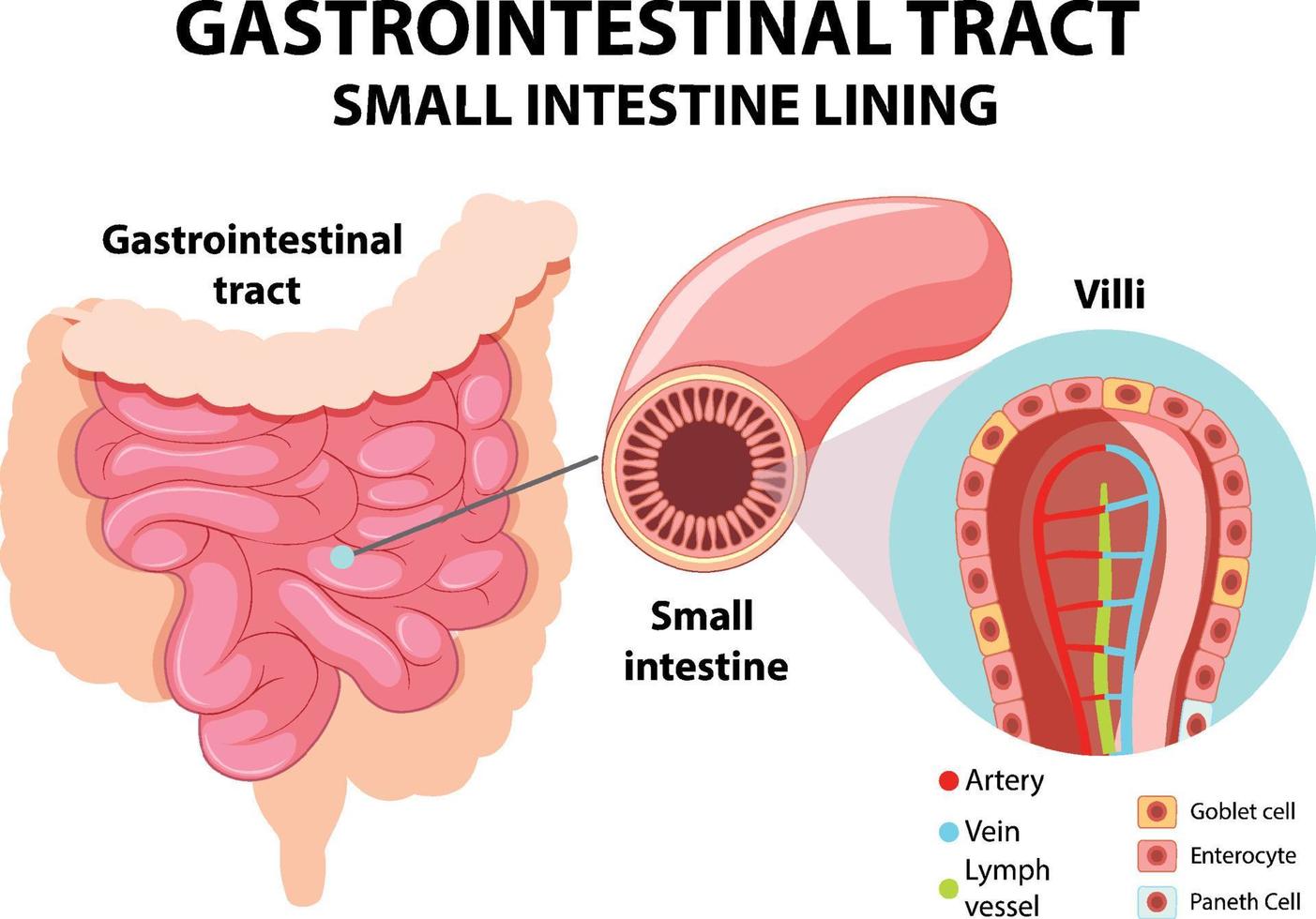 diagrama mostrando o trato gastrointestinal vetor
