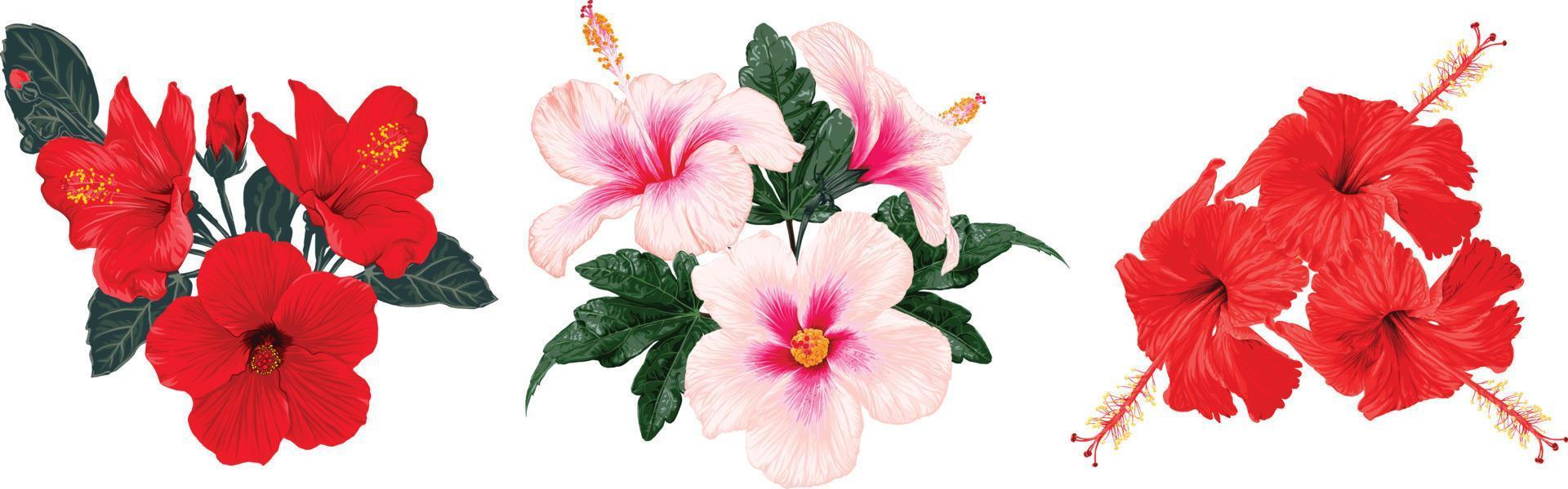 conjunto de desenho de mão de ilustração de flores de hibisco. vetor