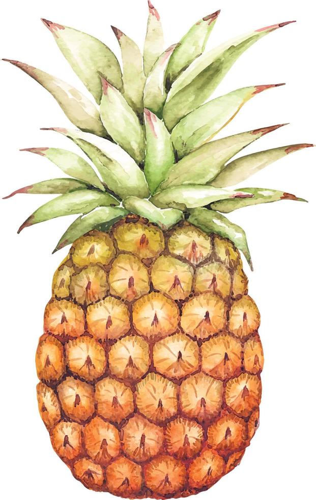 ilustração em aquarela de abacaxi de frutas, pintada à mão. vetor