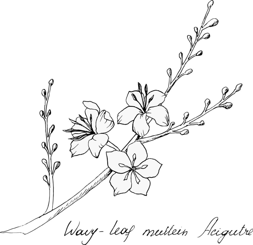 ilustração botânica desenhada à mão do ramo de verbasco folha ondulada. cada elemento é isolado. muito fácil de editar para qualquer um dos seus projetos. ilustração vetorial vetor