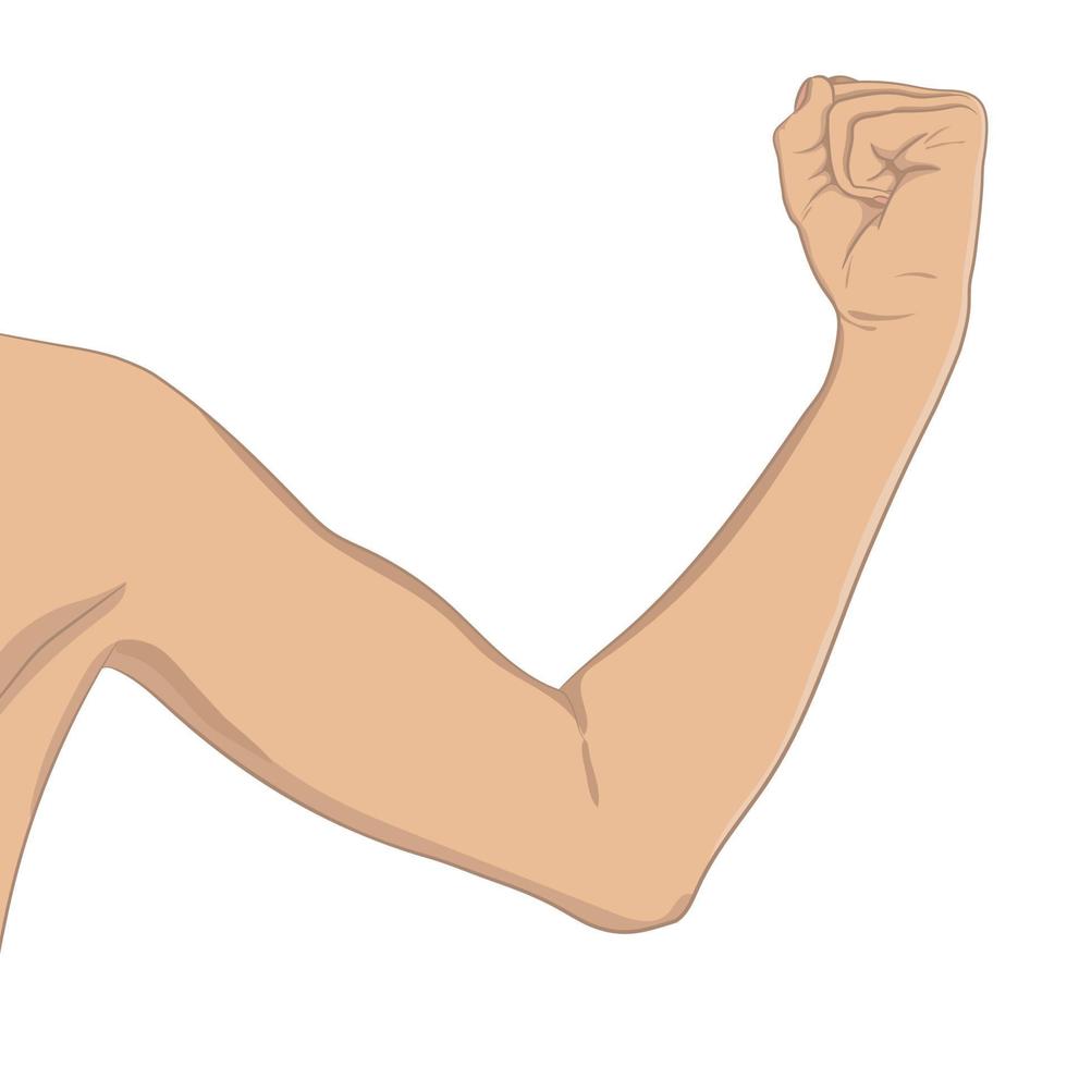 bíceps feminino, bem tonificado. braço dobrado com o cotovelo mostrando progresso após a aptidão. ilustração vetorial, estilo colorido e realista. conceito de infográfico de esporte de mulher. vetor