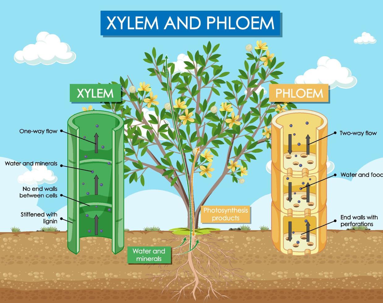 diagrama mostrando a planta xilema e floema vetor