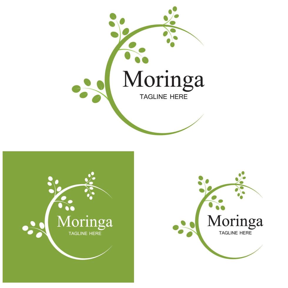 design de vetor de ilustração de logotipo de folha de moringa