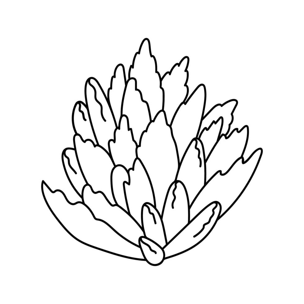 mão desenhada suculenta fofa em estilo doodle. esboço gráfico casa flor kalanchoe tomentosa. ilustração vetorial, elementos isolados em um fundo branco. vetor