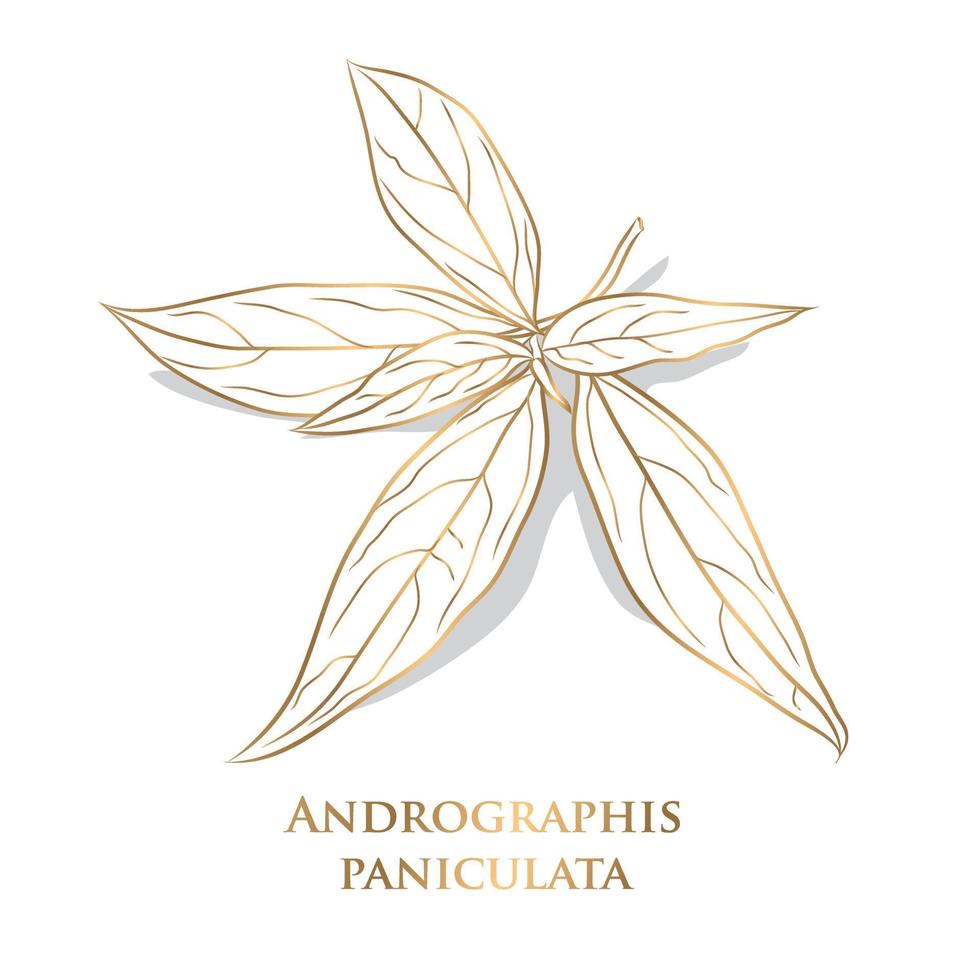 vetor. vegetais e ervas de ouro, ilustração desenhada à mão de plantas kariyat ou andrographis paniculata. fitoterapia ayurveda usada para tratar infecções e algumas doenças. vetor