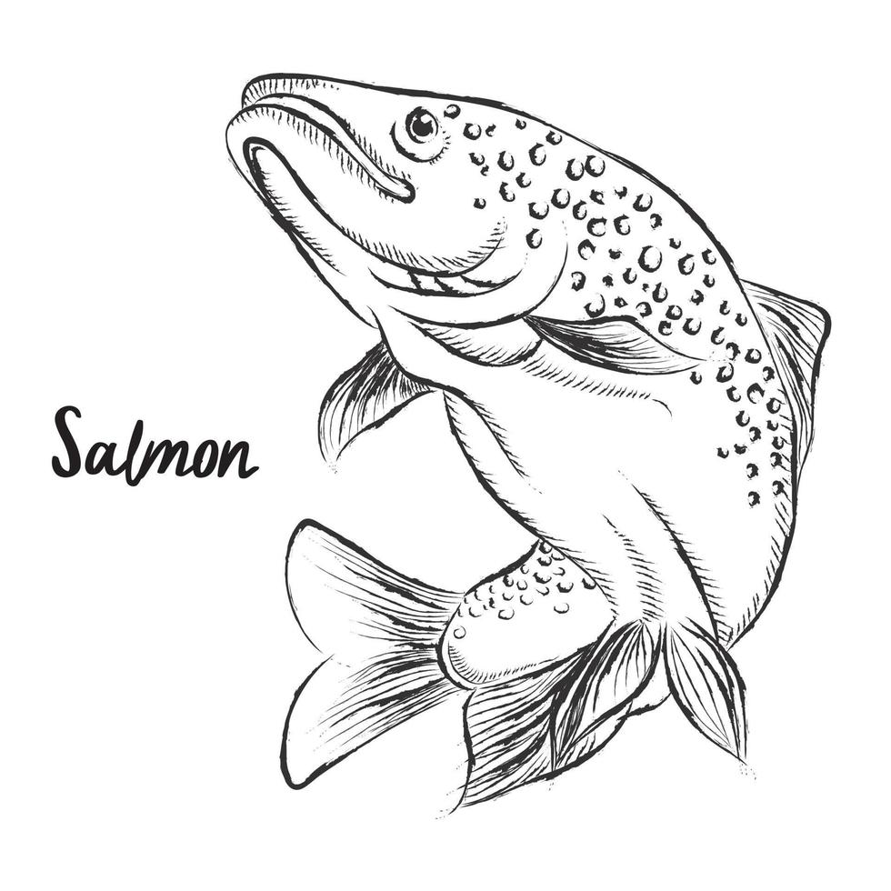 esboço de peixe. salmão, truta. ilustração desenhada à mão. vetor. isolado vetor