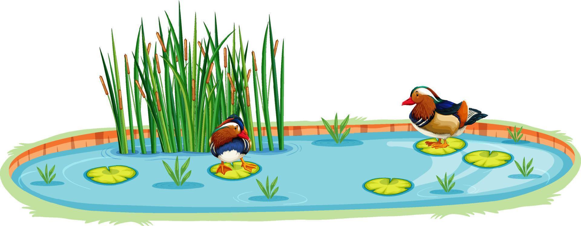 patos em uma lagoa em estilo cartoon vetor