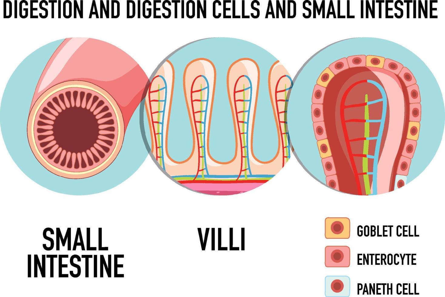 diagrama mostrando a célula de digestão no intestino delgado vetor