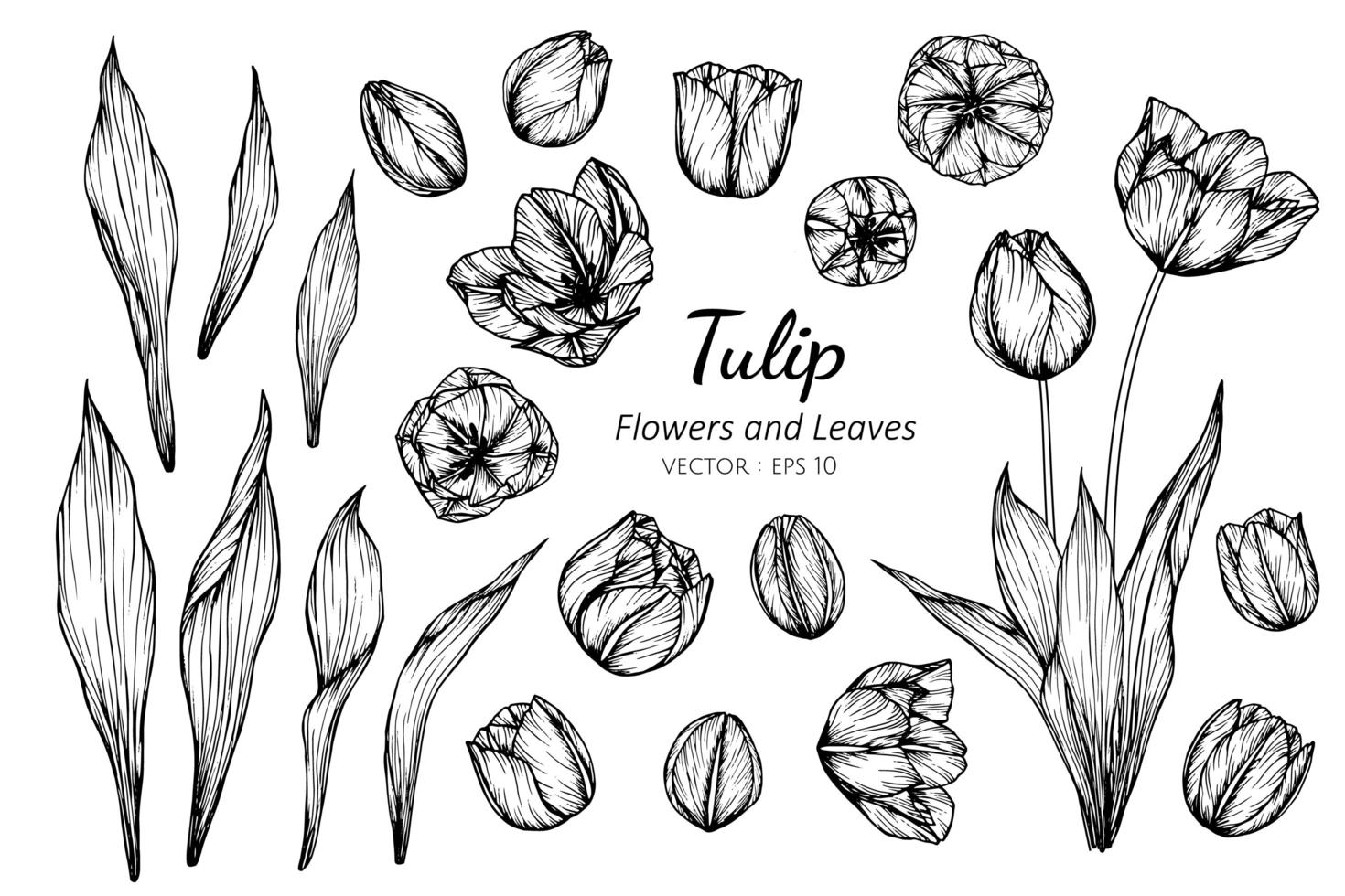 coleção de flores e folhas de tulipa vetor