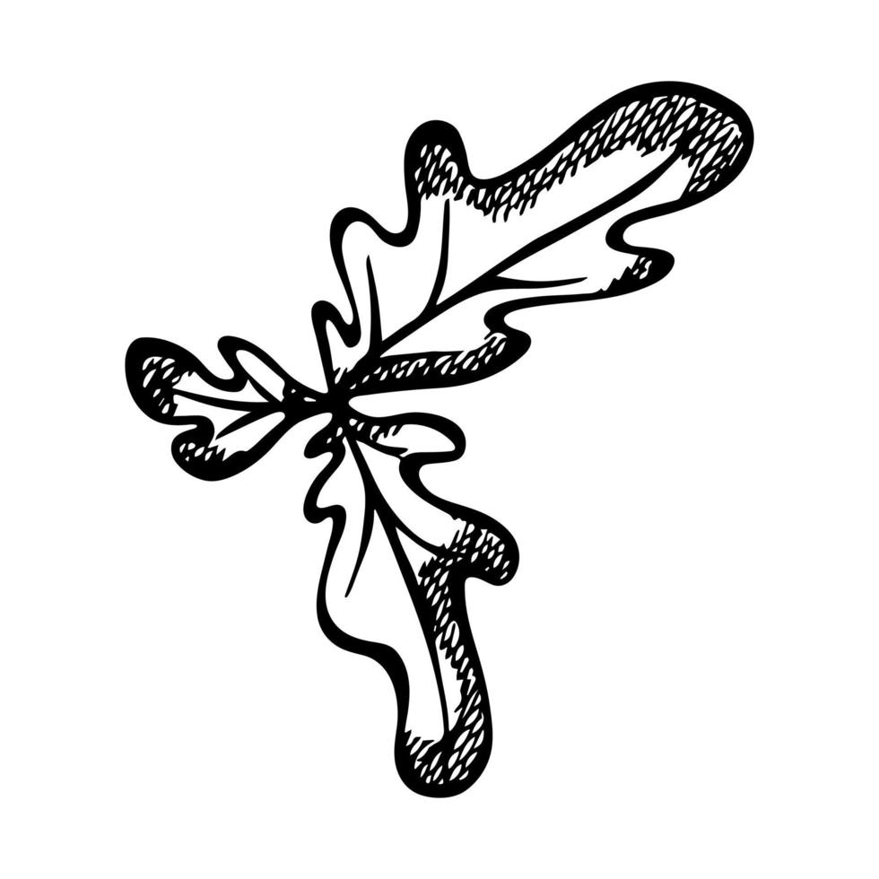 folha de carvalho desenhada de mão vetorial. ilustração de outono isolada no fundo branco. clipart botânico detalhado. vetor