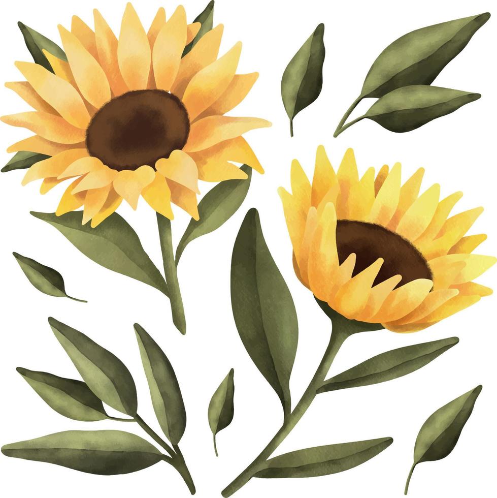 conjunto aquarela de girassol e folhas. ilustração floral pintada à mão isolada no fundo branco. vetor